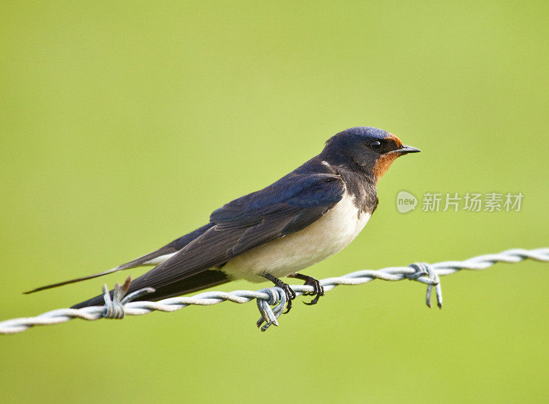 欧亚家燕(Hirundo rustica)侧面栖息在铁丝网上